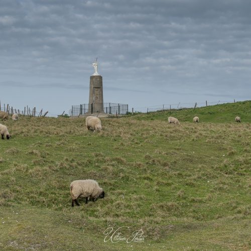 Moutons paissant sous la protection de Notre-Dame